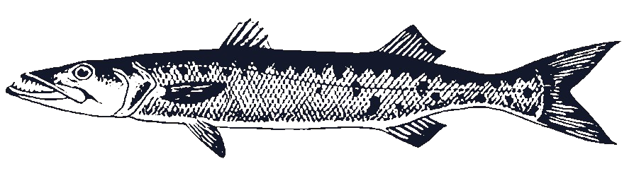 Barracuda fish logo
